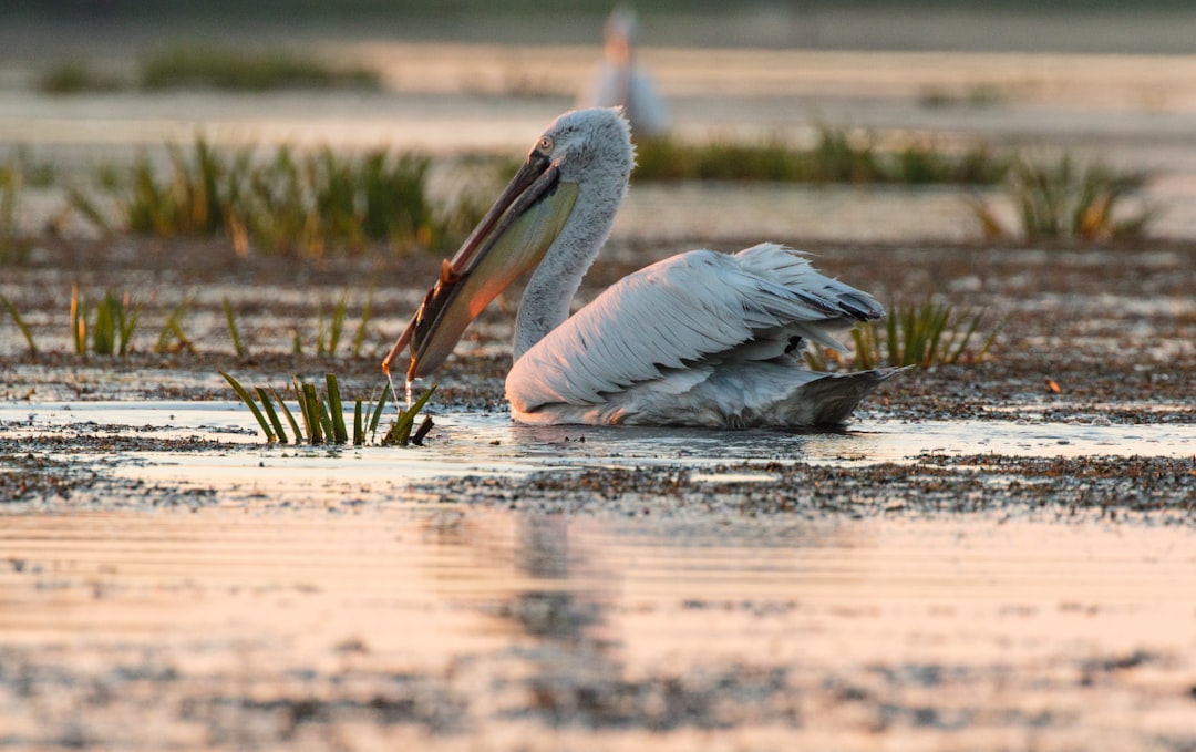Food on the Wing (Image Credits: Unsplash)