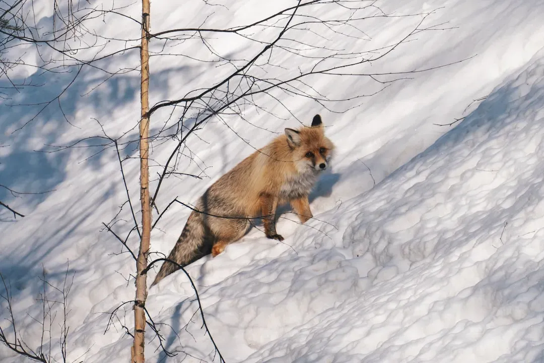 Changing Plateaus: Climate, Roads, and the Future Landscape (Image Credits: Unsplash)