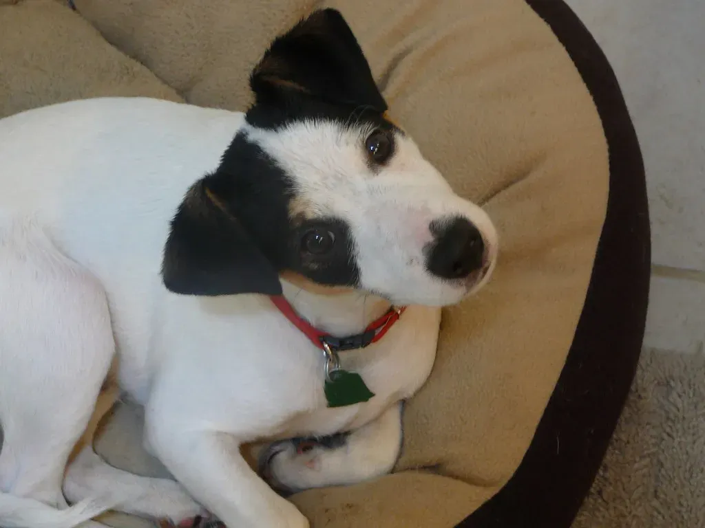 Sometimes a Head Tilt Can Hint at a Medical Issue (Mike Weston, Flickr, CC BY 2.0)