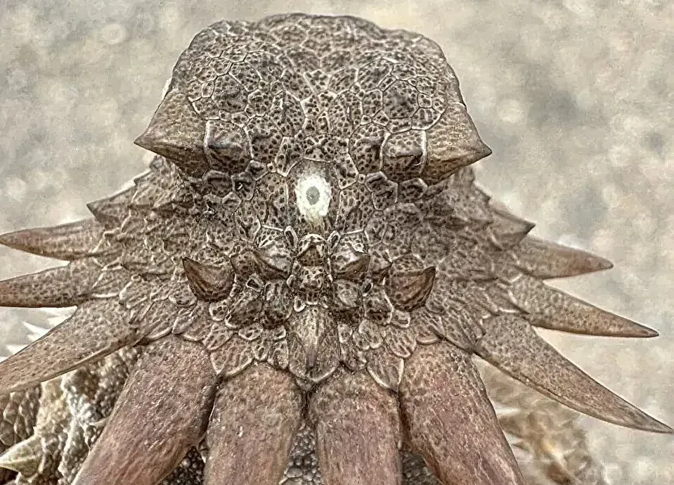 Meet the Ancient One-Eyed Animal at the Center of It All (Image Credits: Bruno Frías Morales/iNaturalist/Creative Commons)