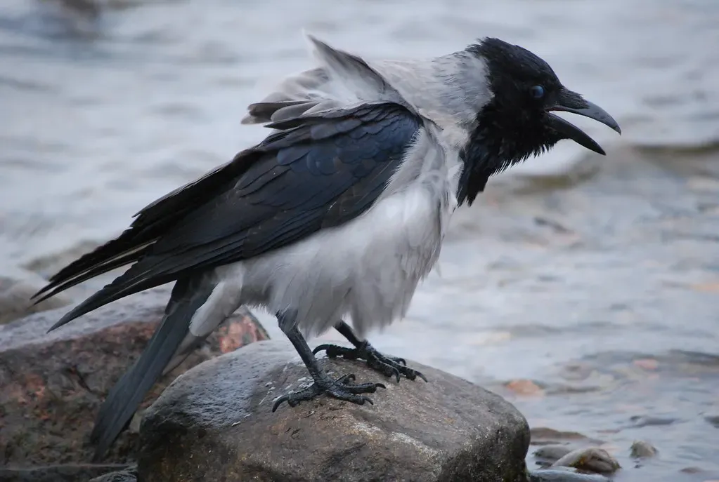 Emotion In A Bird Brain: Fear, Anger, And A Sense Of Threat (Ari Helminen, Flickr, CC BY 2.0)