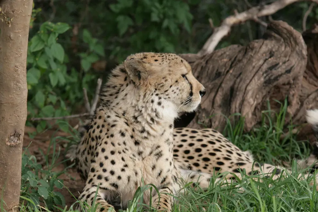 3. Jaguars in the United States Are Making Quiet Comebacks Across the Border (Image Credits: Flickr)