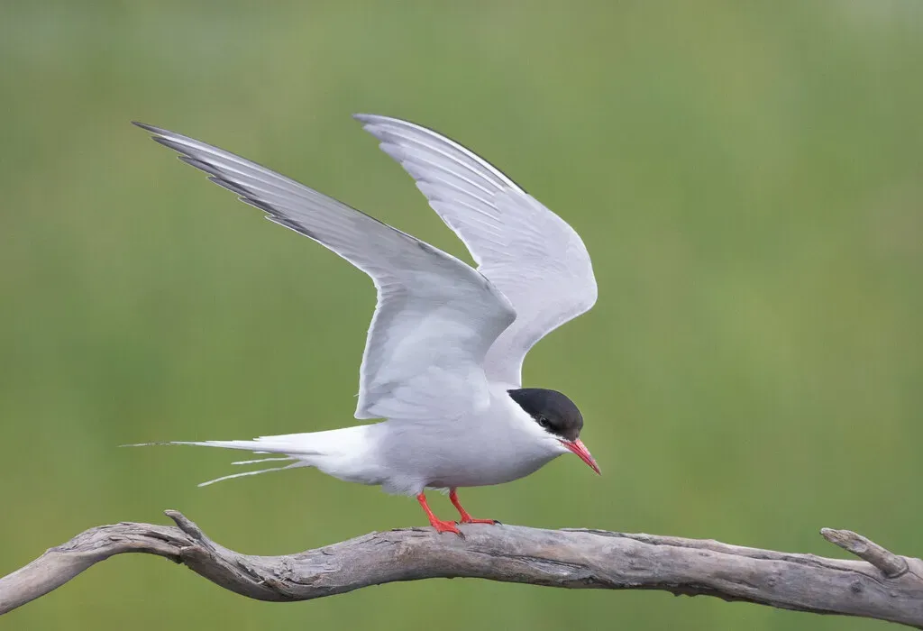 1. Arctic Terns: The Pole‑to‑Pole Champions (Gregory "Slobirdr" Smith, Flickr, CC BY-SA 2.0)
