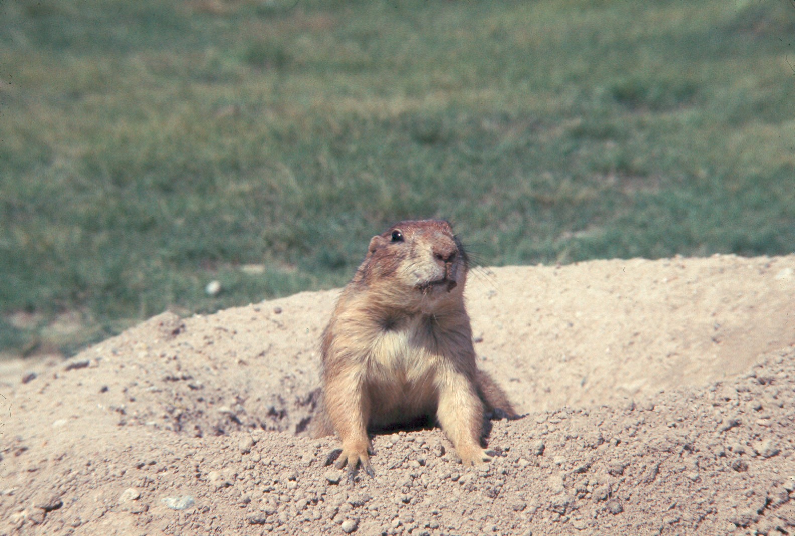 Rocky Mountain Arsenal National Wildlife Refuge, Colorado: Urban Prairie Dog Metropolis (Image Credits: Wikimedia)