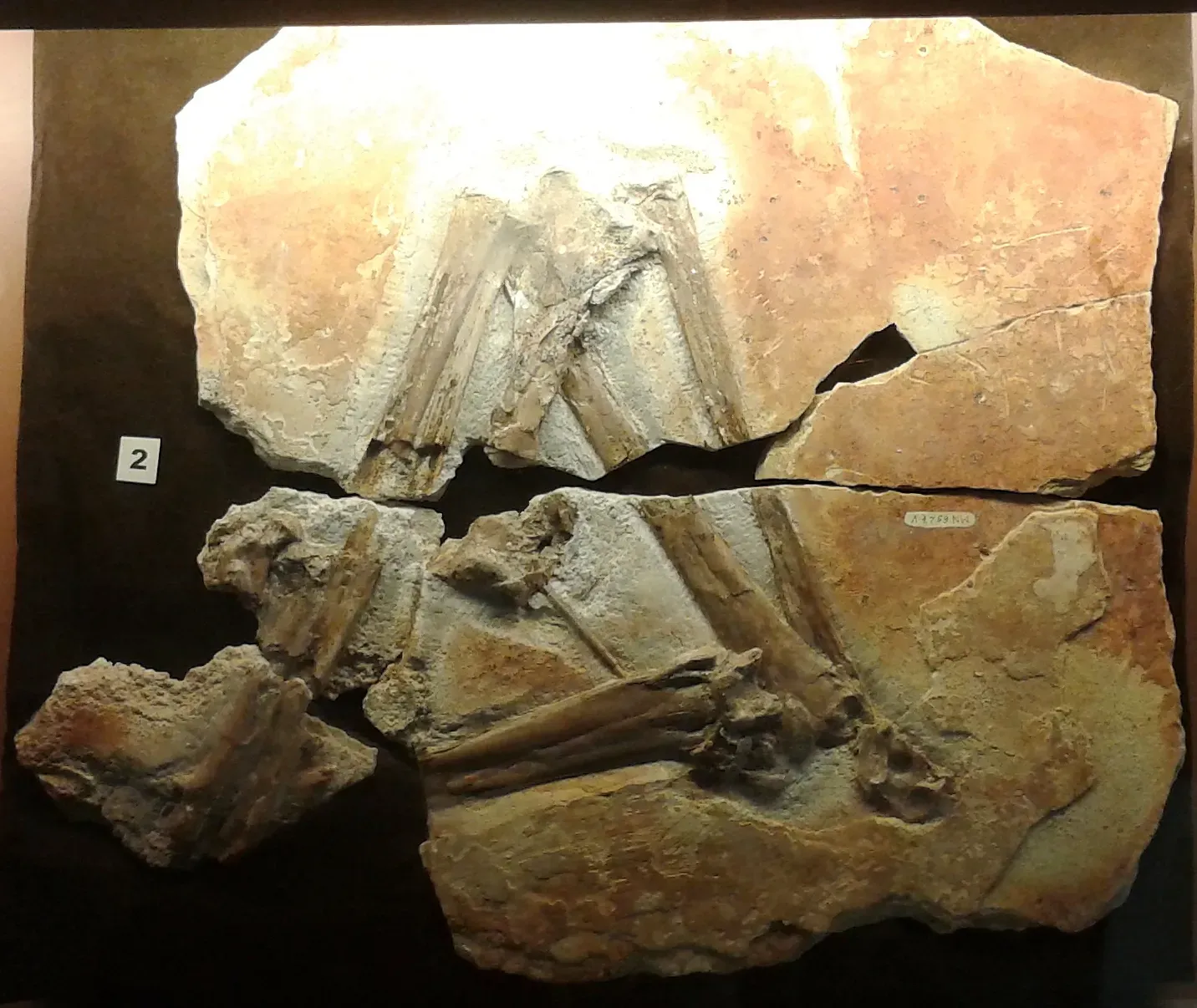 Soft Tissues And “Pycnofibers” Are Redefining How You See Their Bodies (By Dornicke, CC BY-SA 4.0)