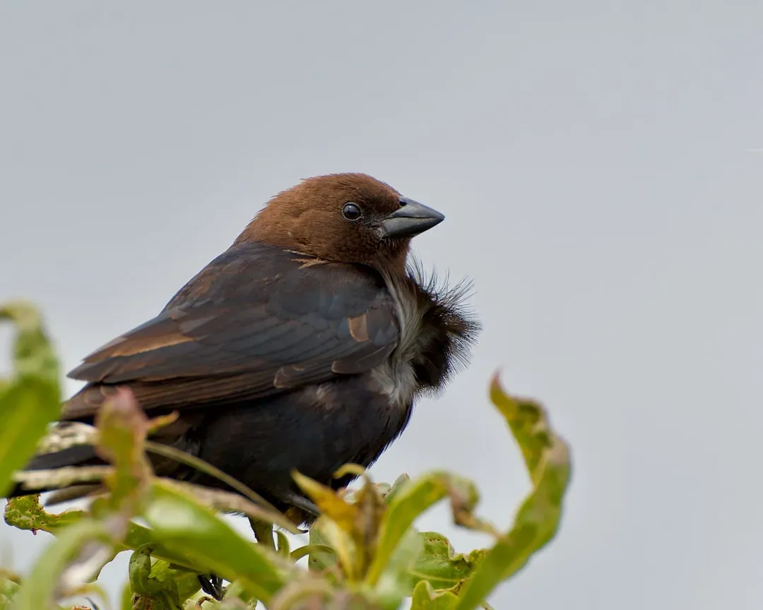 How You Respond Says A Lot About Your Own Ethics as a Birdwatcher (Image Credits: Unsplash)