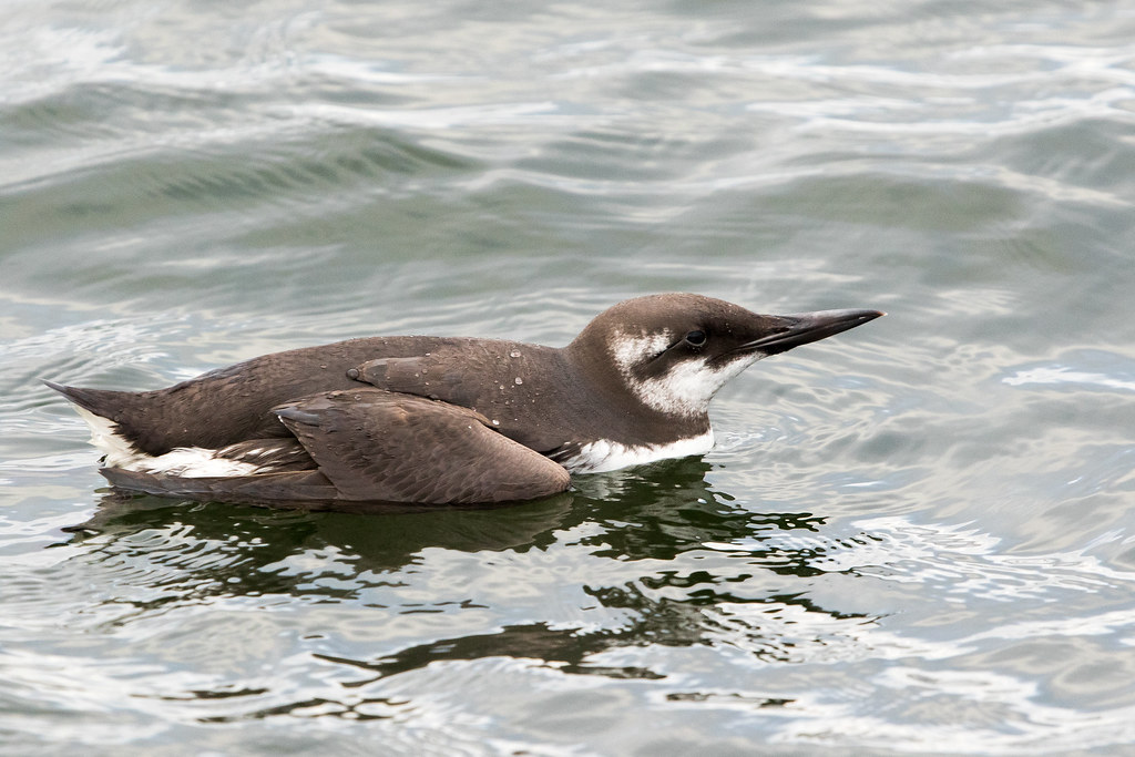 Farallon Islands, California - Murre Population Explosion (Image Credits: Flickr)