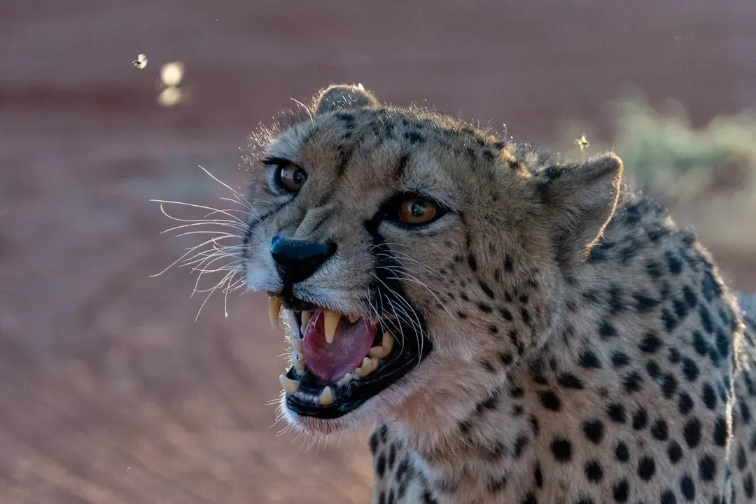 They Can't Actually Roar (Image Credits: Unsplash)