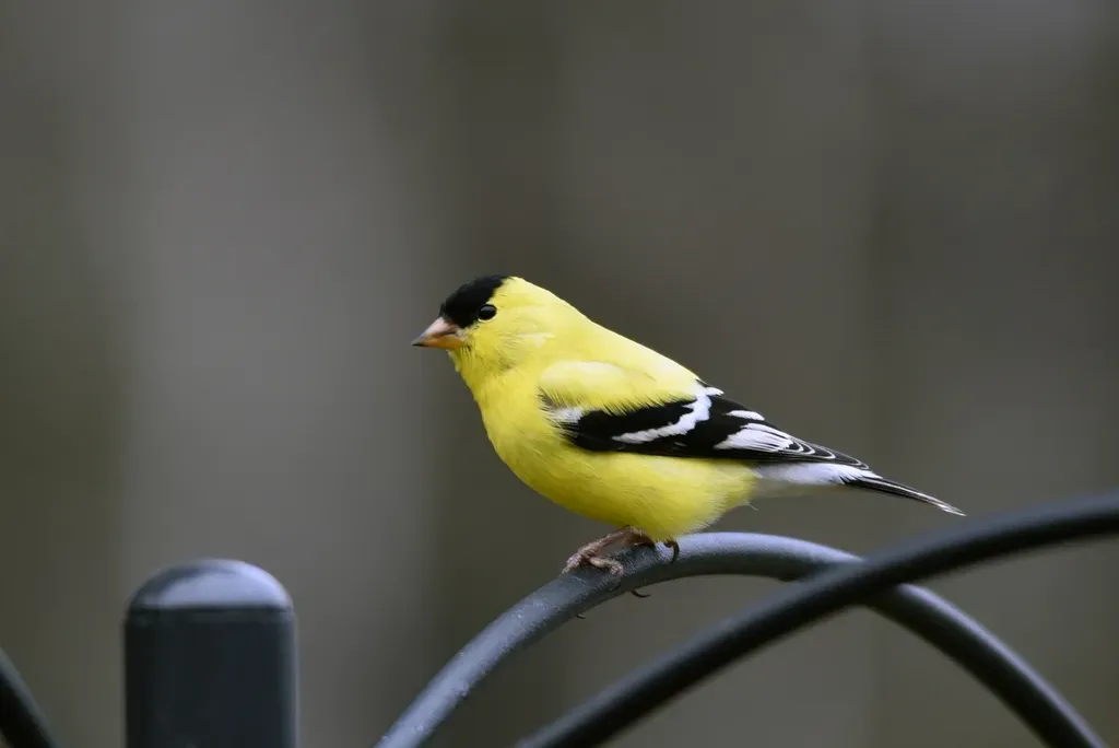 7. American Goldfinch – The Living Flower Highlight (Image Credits: Rawpixel)