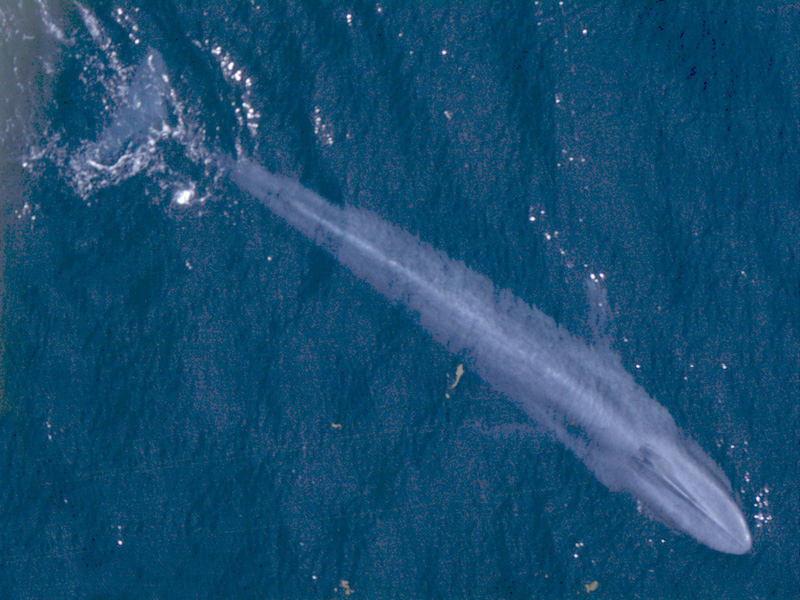The Science Behind Long-Distance Ocean Communication (Image Credits: Wikimedia)