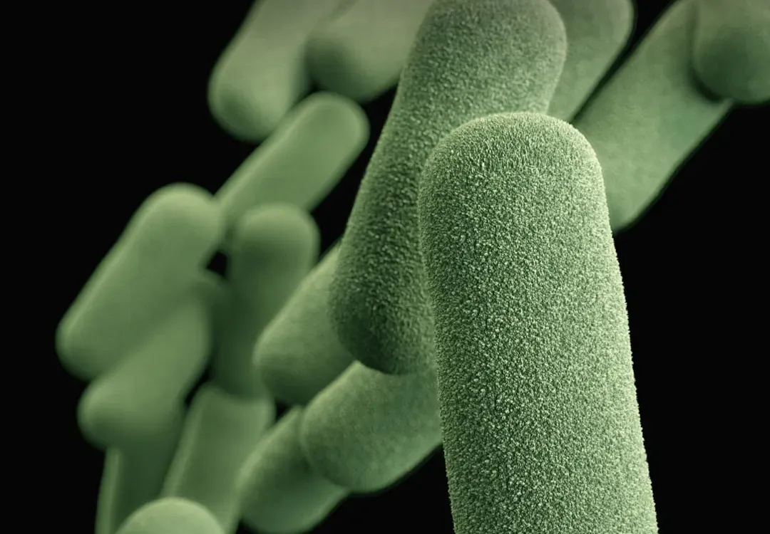 Your Microbiome Acts Like a Repair Partner, Not Just a Passenger (Image Credits: Unsplash)