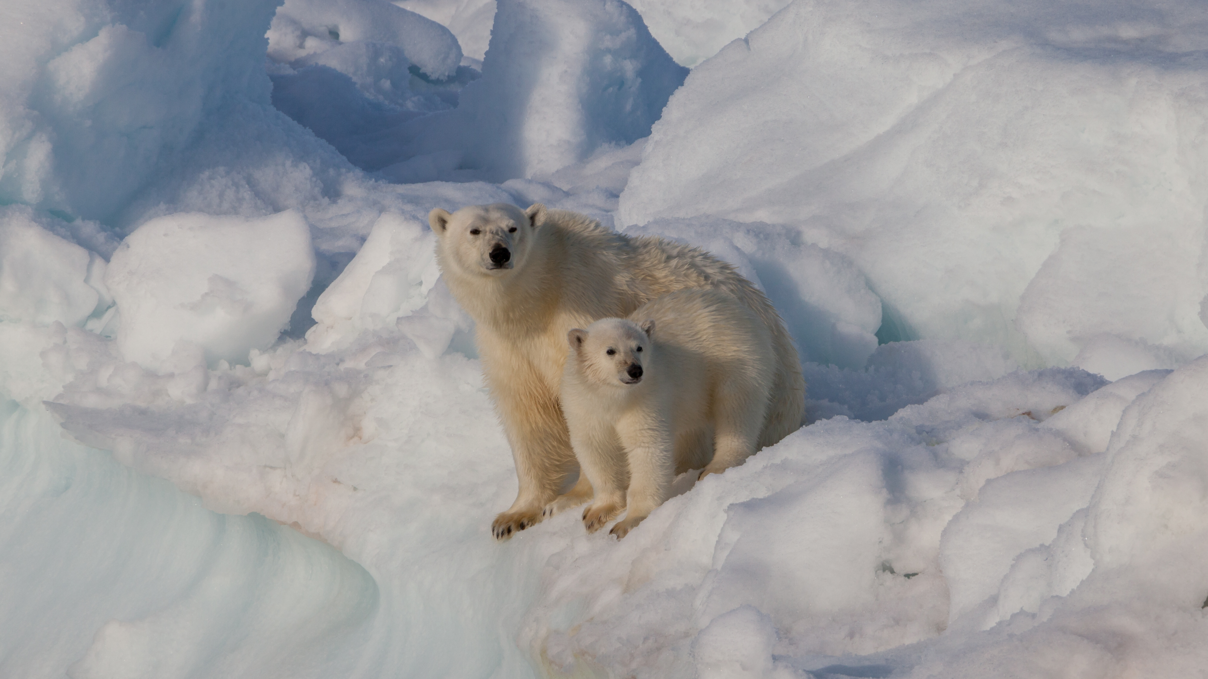 Genetic Challenges in Northern Populations (Image Credits: Wikimedia)
