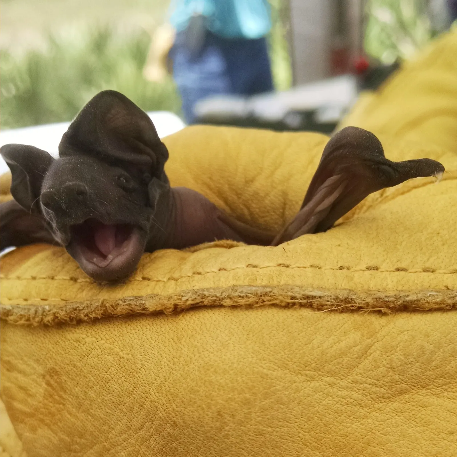 6. Florida Bonneted Bat – A City-Neighbor on the Brink (By Enwebb, CC BY-SA 4.0)