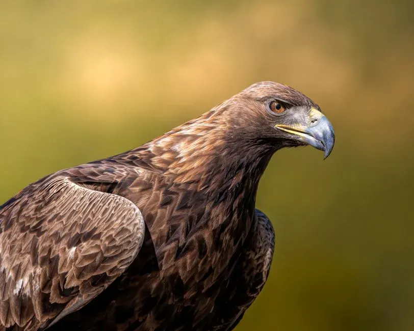 Leo – The Golden Eagle: Regal Presence Over the Desert (Image Credits: Pexels)