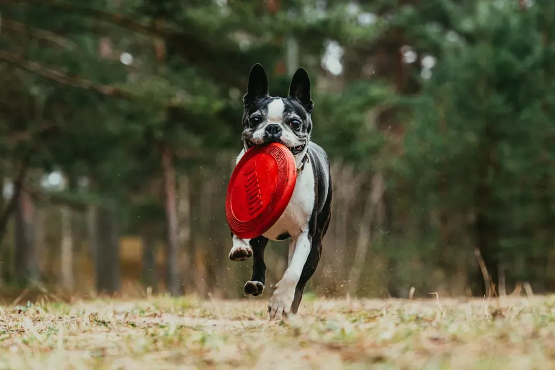 Boston Terrier: Compact Companion With Straightforward Care (Image Credits: Unsplash)