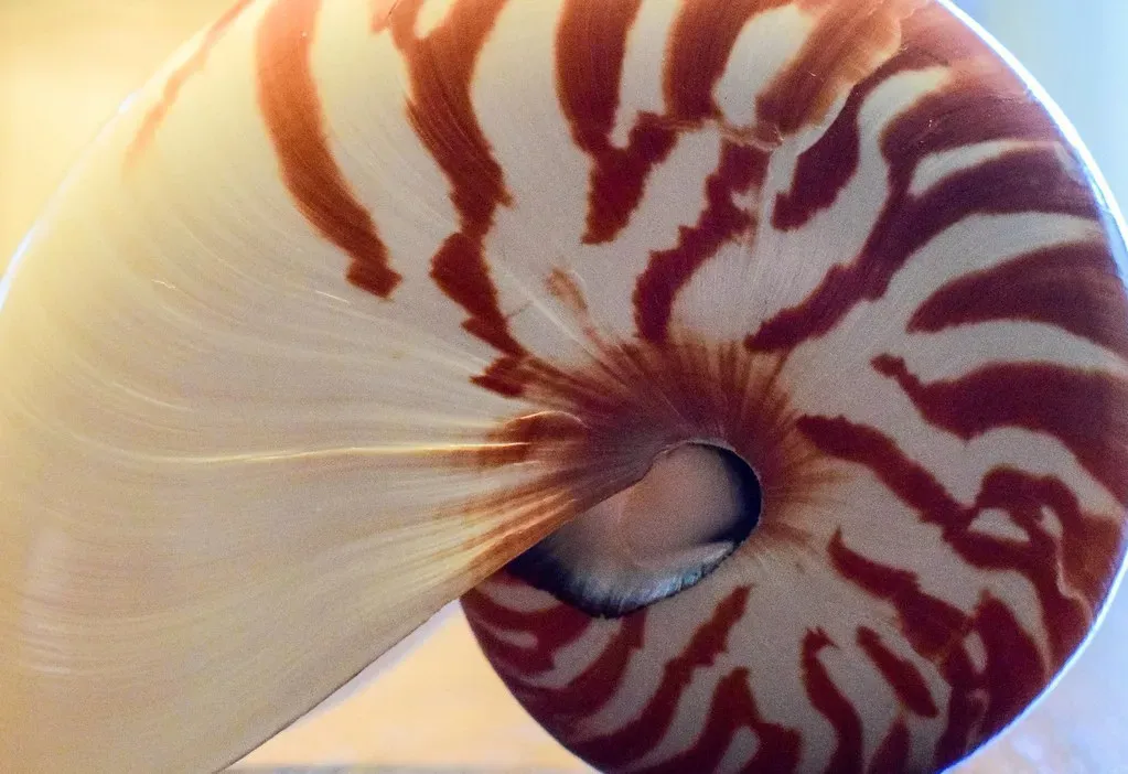 Spirals: From Seashells to Galaxies (hilaryhalliwell, Flickr, CC BY 2.0)