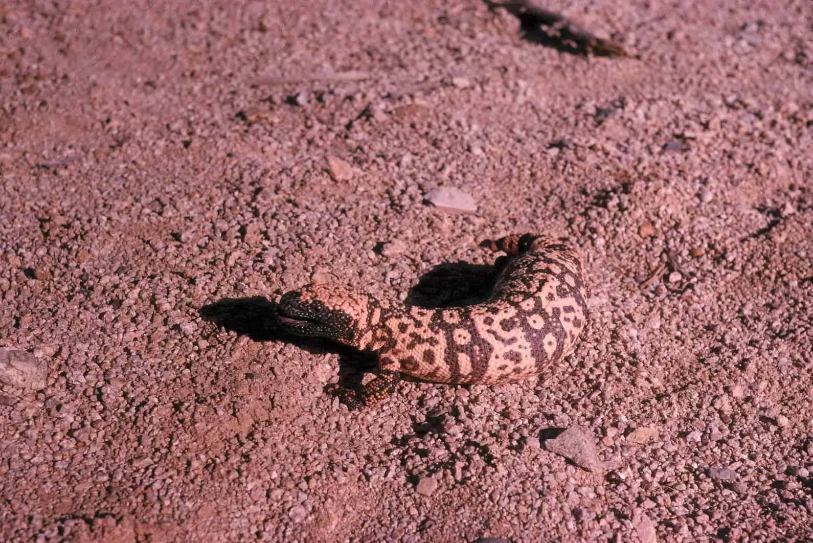 Males Engage in Ritualized Wrestling Matches for Mates (Image Credits: Wikimedia)