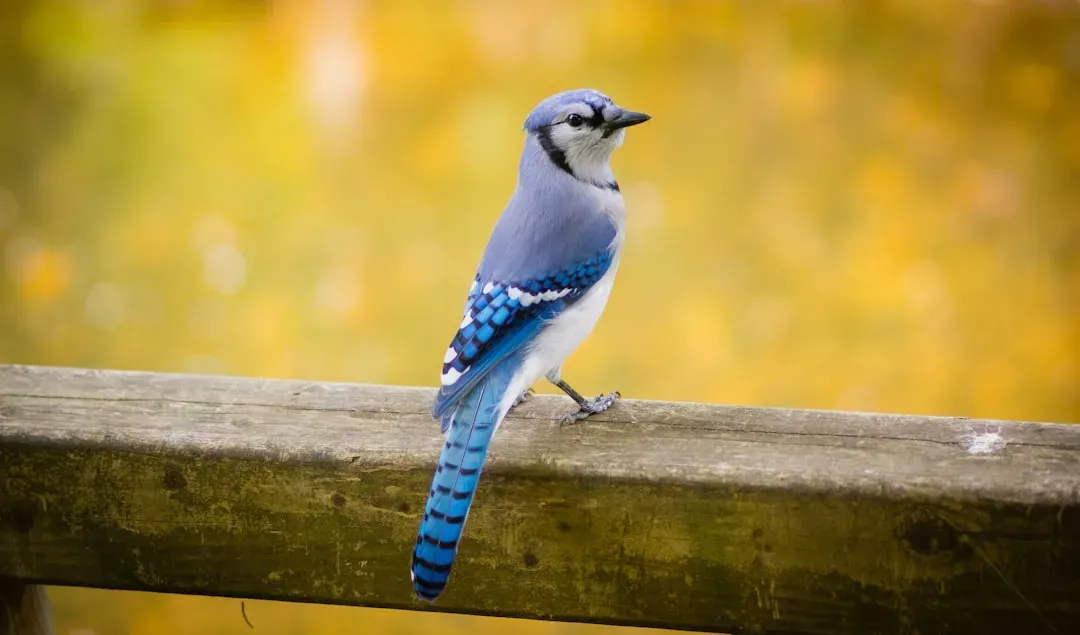#6 - Blue Jays Are Wearing an Optical Illusion (Image Credits: Unsplash)
