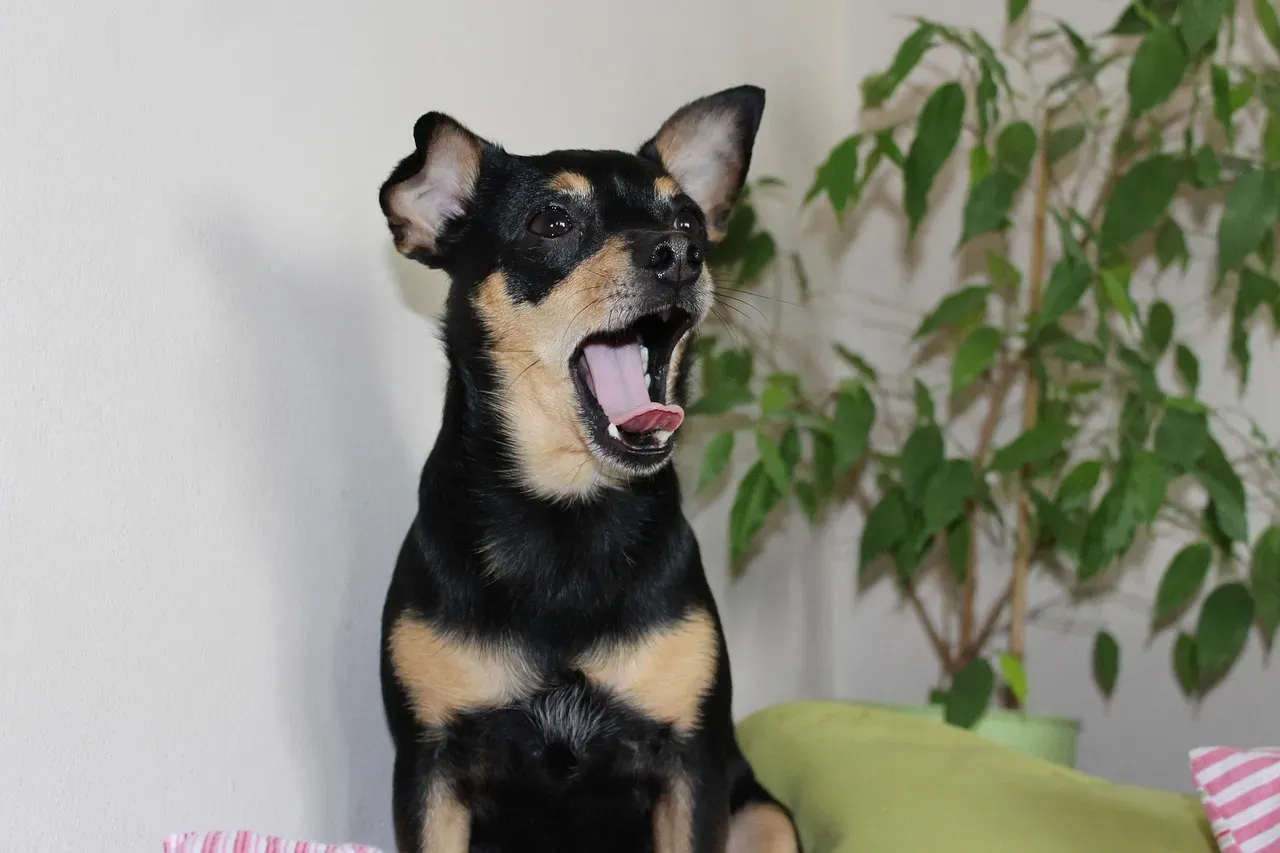 Conclusion: A Yawn As A Tiny Proof Of Something Big (Image Credits: Pixabay)