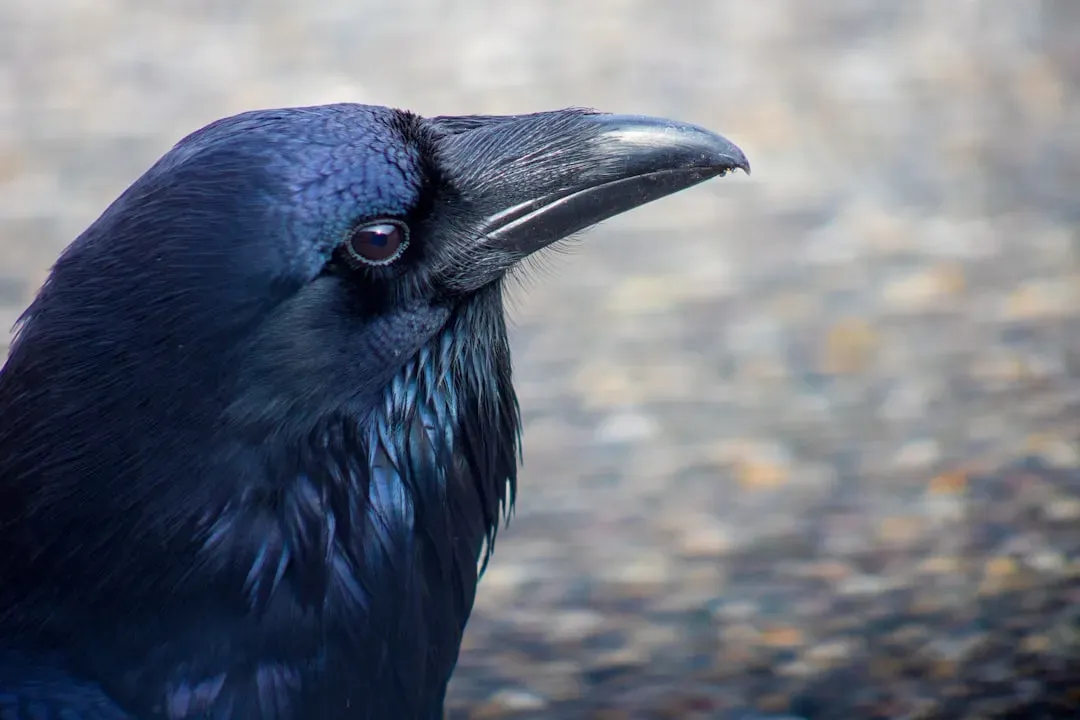 2. Crows That Remember Your Face (and Hold Grudges) (Image Credits: Unsplash)