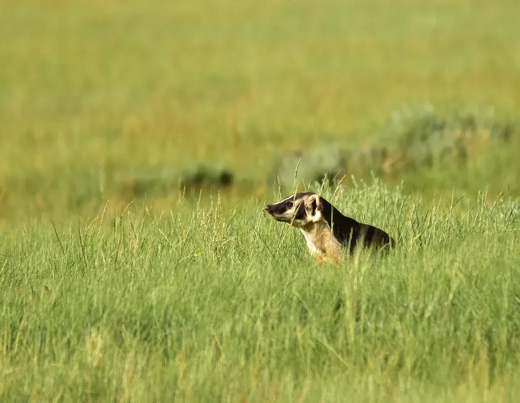 What Protecting Badgers Really Means For Prairie Conservation (Image Credits: Flickr)