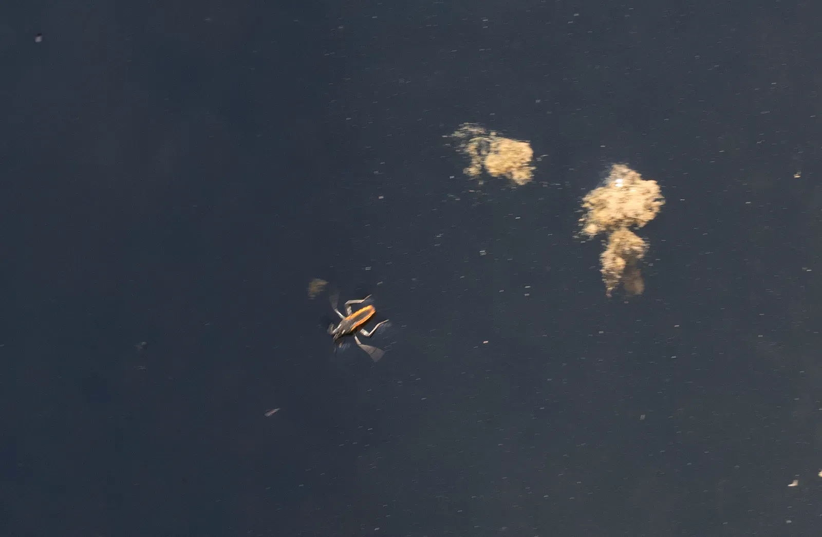 Water Beetles Defy Gravity Under Water (Image Credits: Wikimedia)