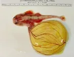 #22 - The “Impossible” Two-Headed Shark Embryo (By NMFS Panama City Laboratory, Public domain)