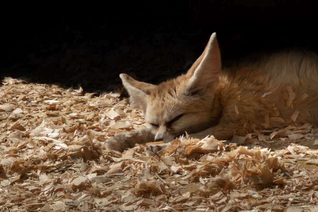 Water, Prey, and the Pulse of a Desert (Image Credits: Unsplash)