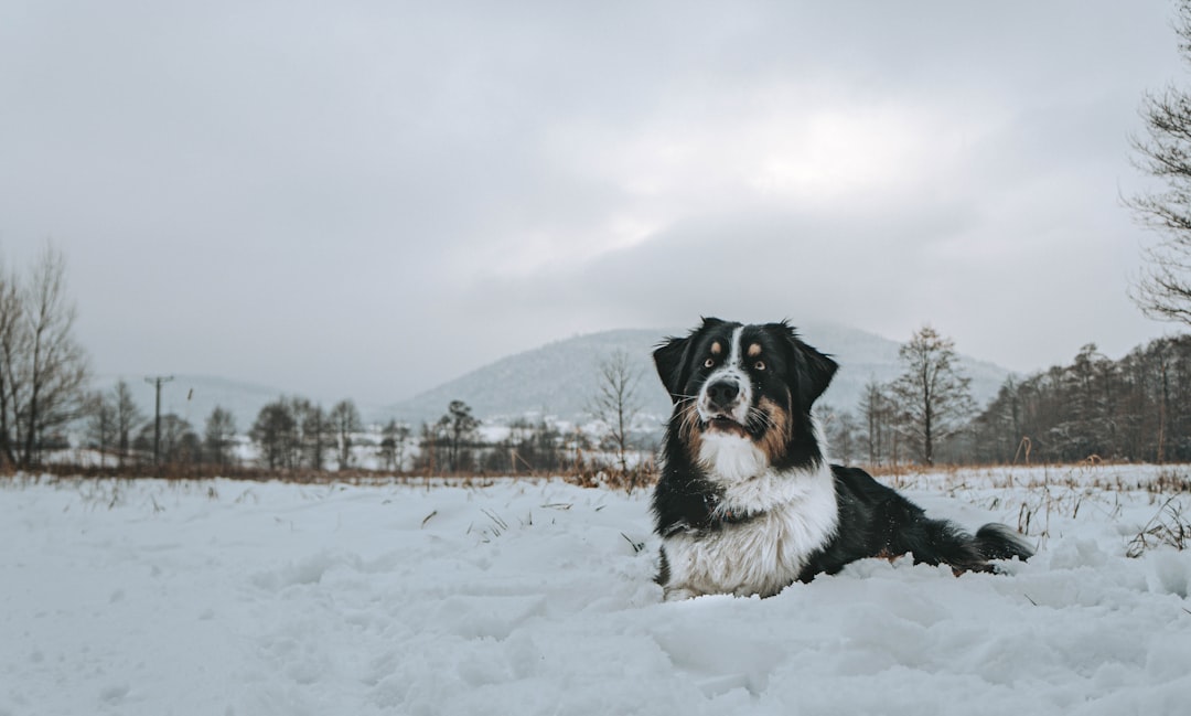 Virgo: The Perfectionist Prefers Well-Behaved Working Dogs (Image Credits: Unsplash)