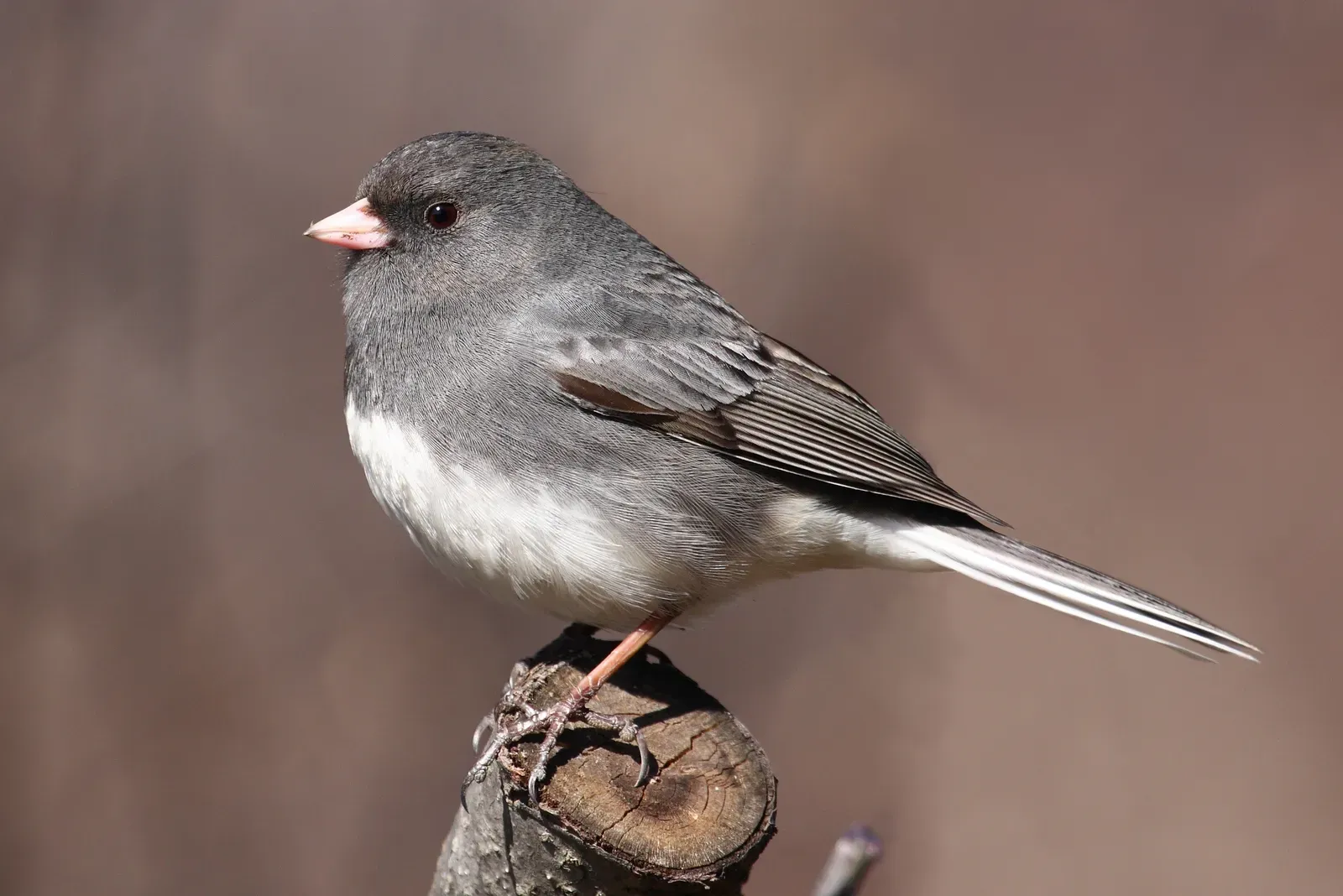 Virgo – You Are the Dark-Eyed Junco (By Cephas, CC BY-SA 3.0)