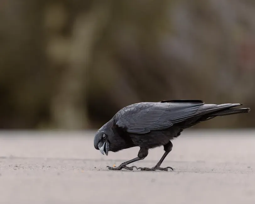 Aquarius: The Unpredictability of the Crow (Image Credits: Pexels)