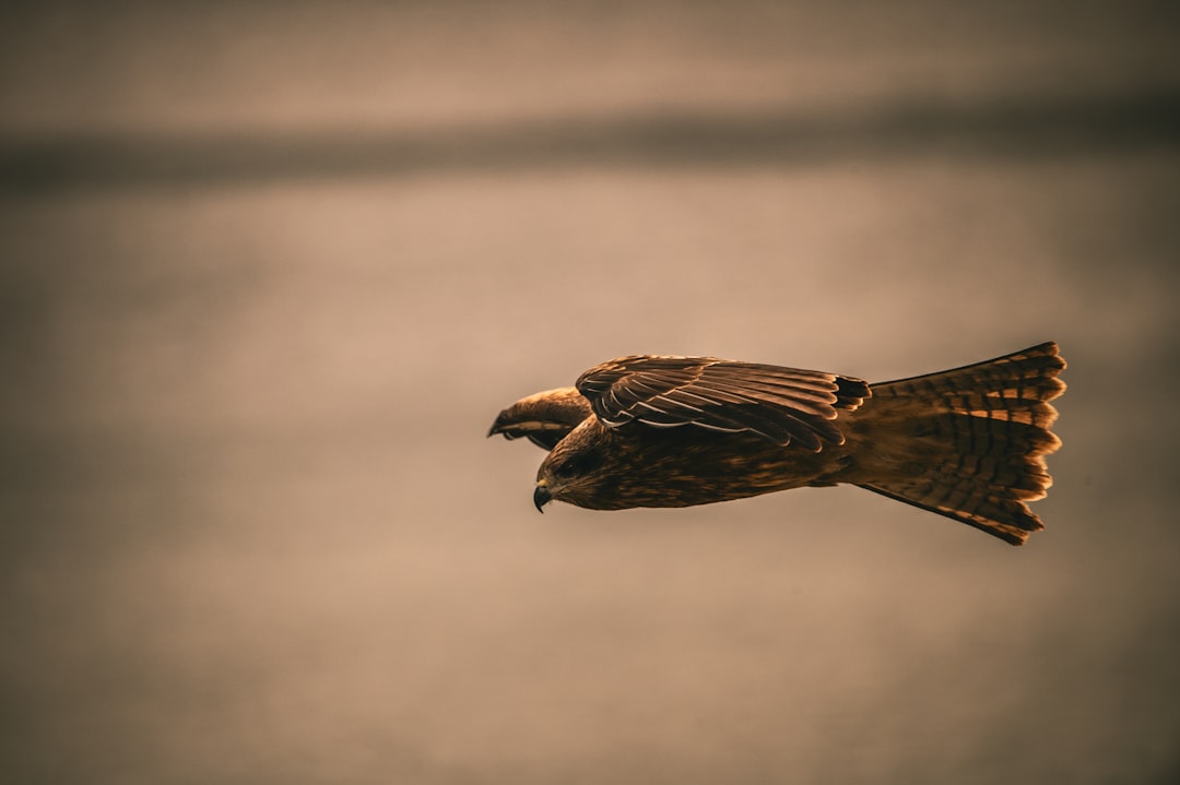 The Falcon's Speed: Gemini's Lightning Strikes (Image Credits: Unsplash)