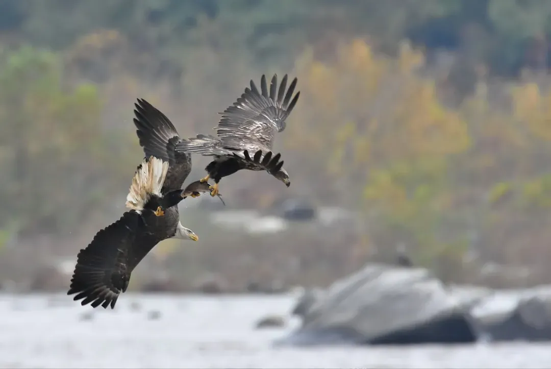 Conclusion: Raptor Morals, Energy Budgets, and Why Thieves Thrive (Image Credits: Unsplash)