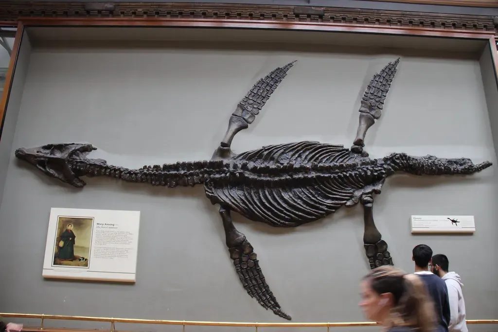#10 Plesionectes Longicollum Skeleton (Image Credits: Flickr)