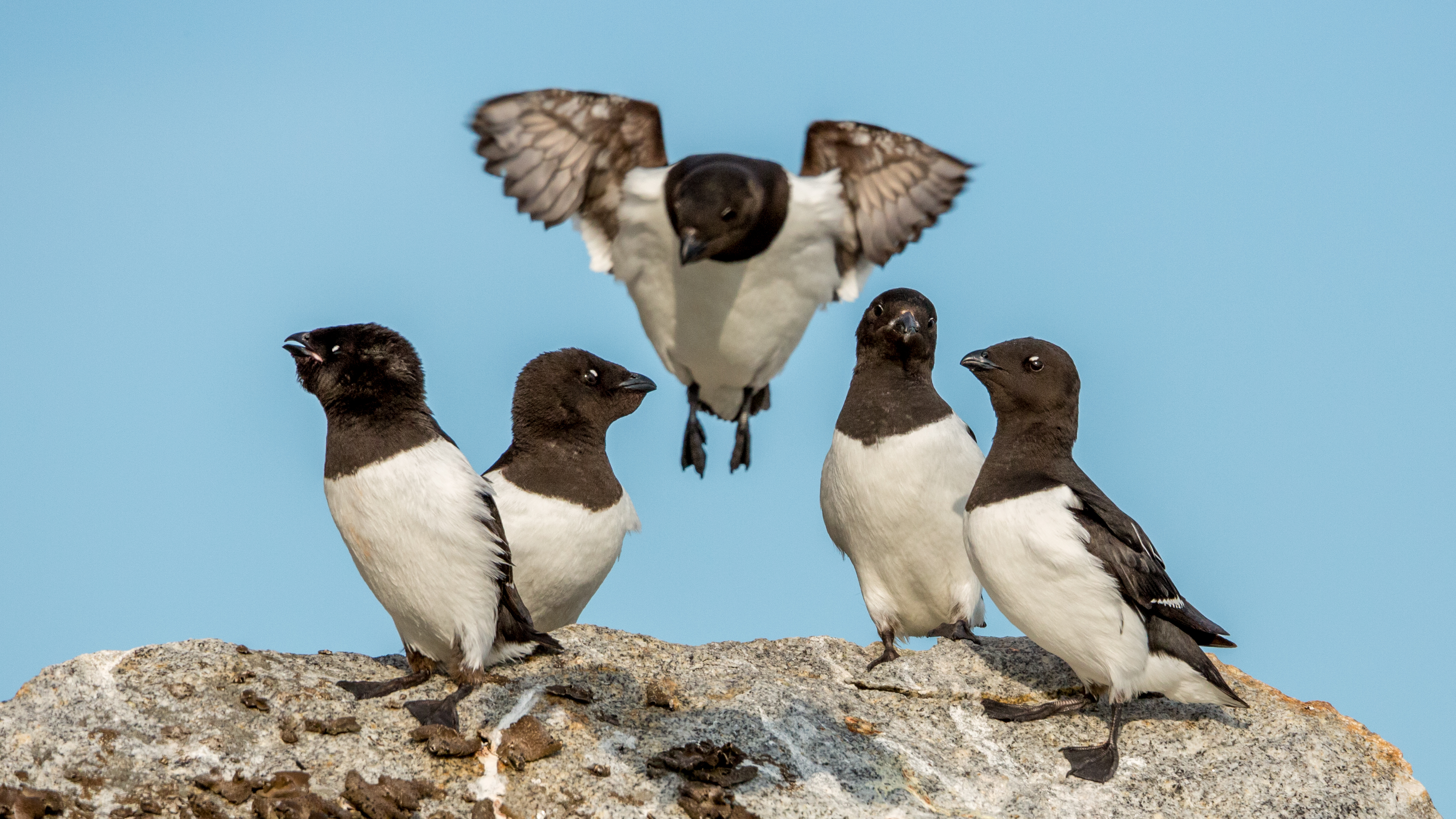 Little Auks Consider New Migration Routes (Image Credits: Wikimedia)