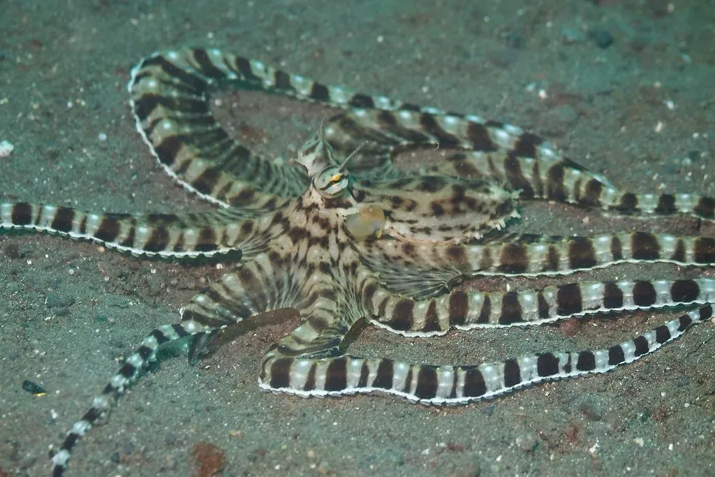 4. The Mimic Octopus: Nature's Greatest Shape-Shifting Actor (Elias Levy, Flickr, CC BY 2.0)