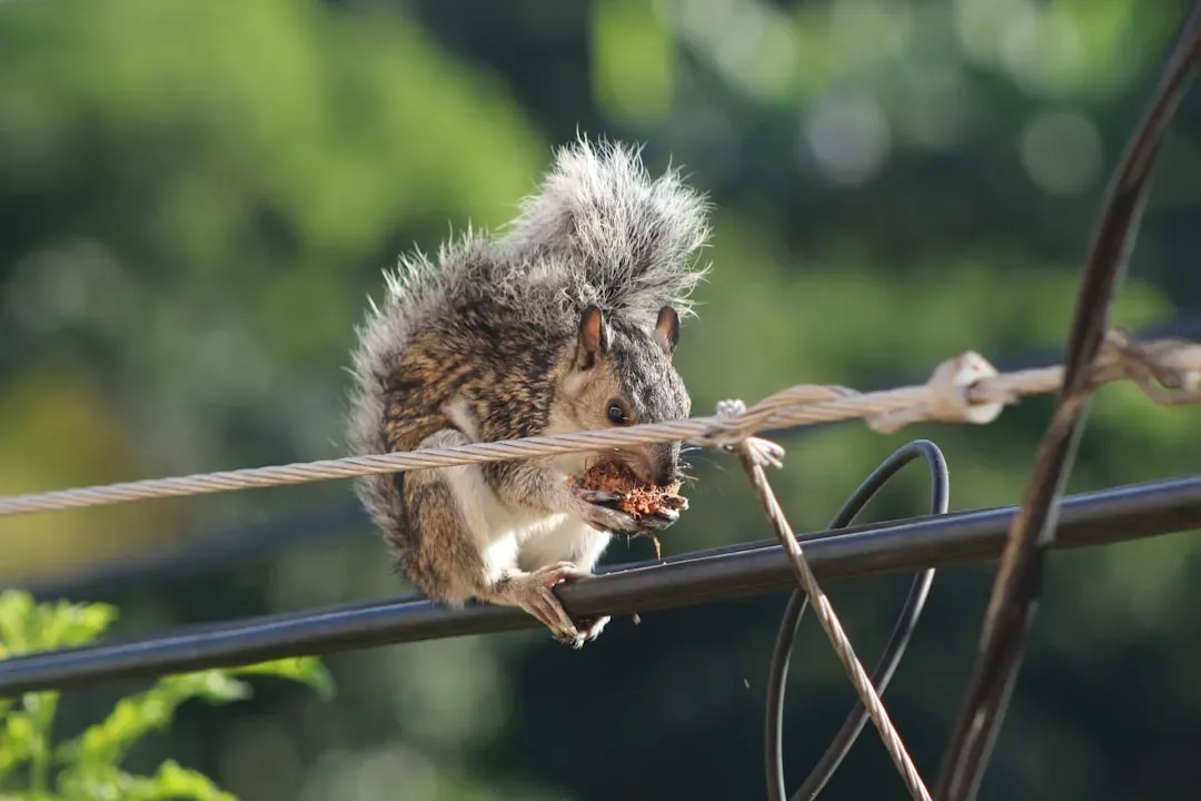 5. They’re Acrobat Pros: Your Fence Is Basically A Squirrel Highway (Image Credits: Unsplash)