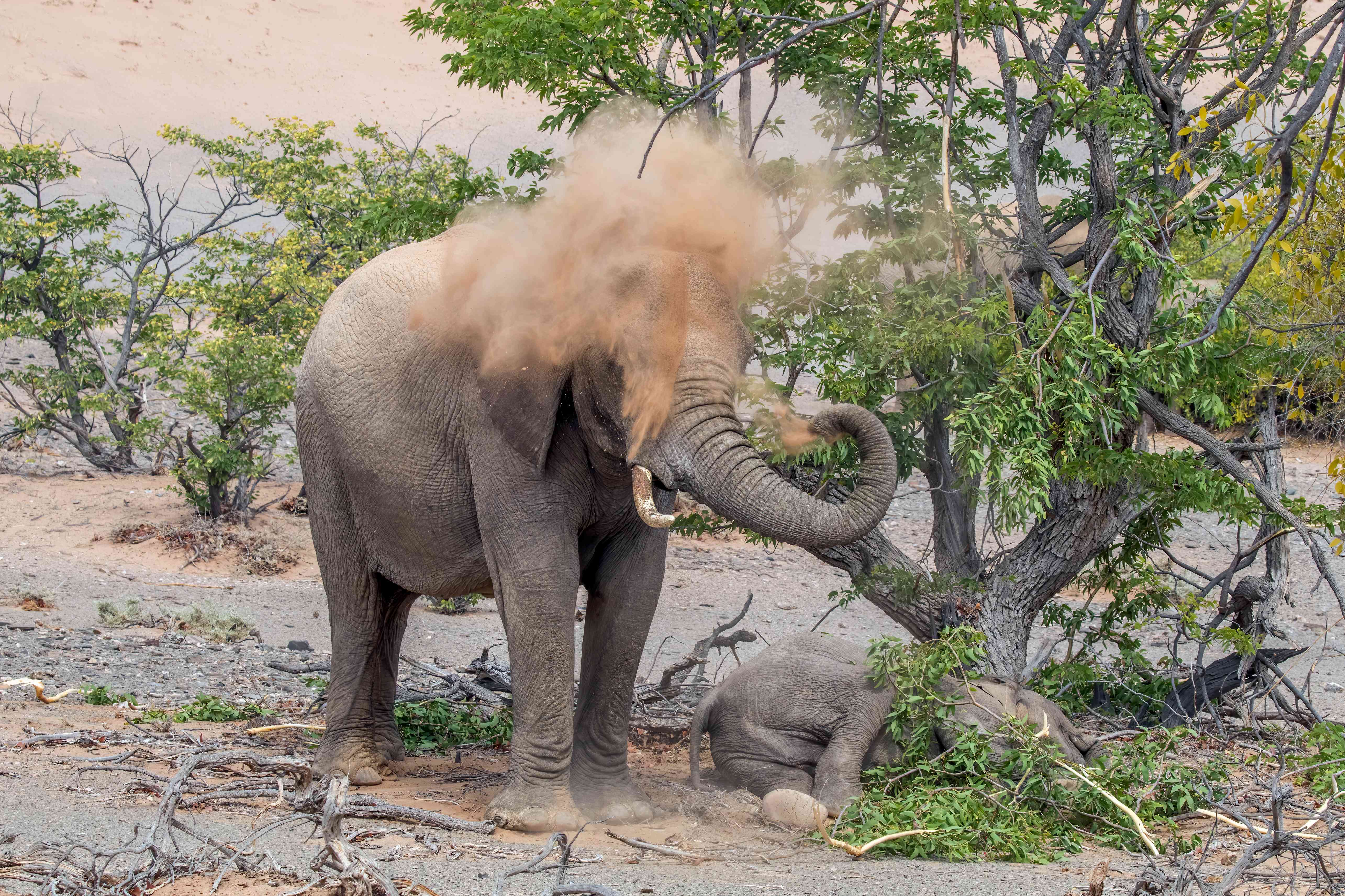 Elephants: The Memory Champions Building Ladders to Freedom (Image Credits: Wikimedia)