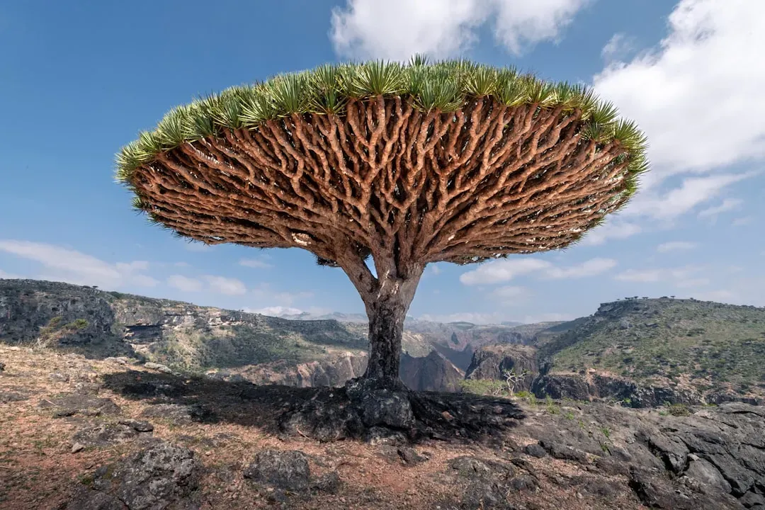 Socotra’s Dragon Blood Trees, Yemen (A Geological‑Biological Odd Couple) (Image Credits: Unsplash)