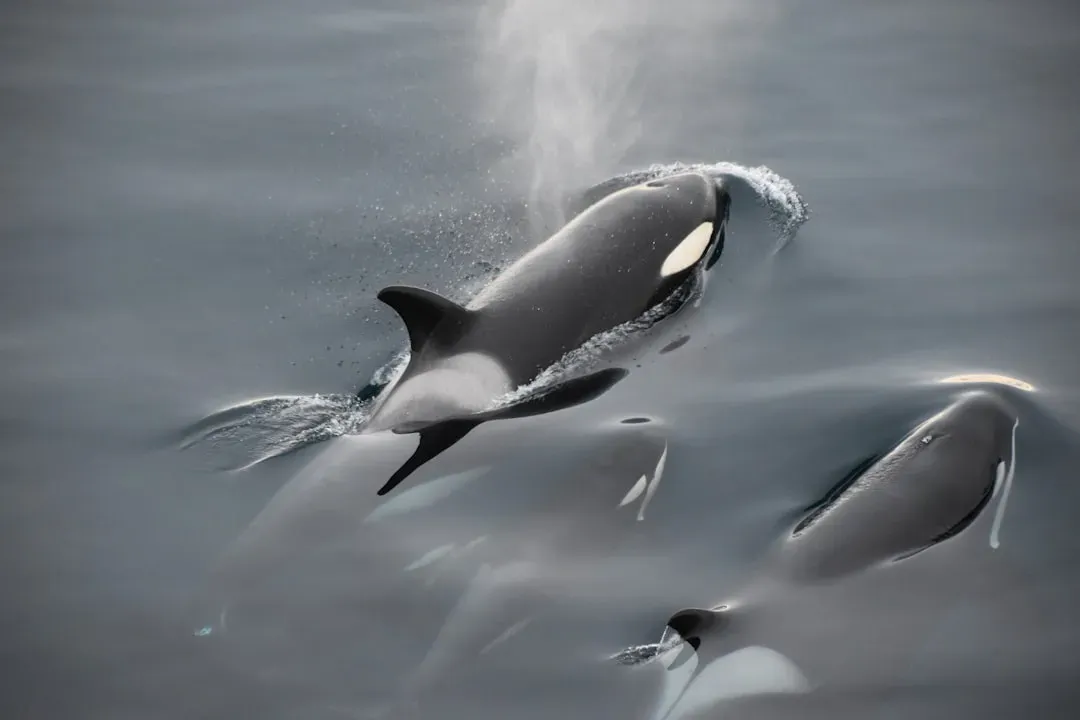 Fish-Hunting Orcas Use Noise And Precision; Mammal-Hunters Use Stealth (Image Credits: Unsplash)