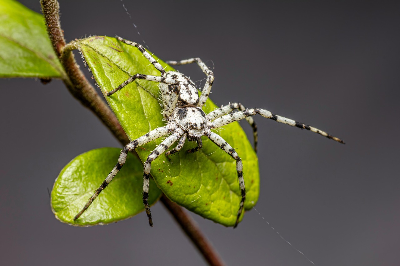 Touch-Oriented Personalities: Spiders and Octopuses (Image Credits: Pixabay)