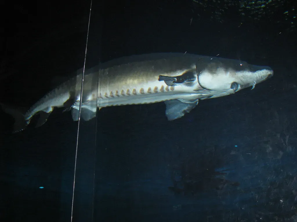 Culture, Community, and the Emotional Weight of a 100-Year Fish (shankar s., Flickr, CC BY 2.0)