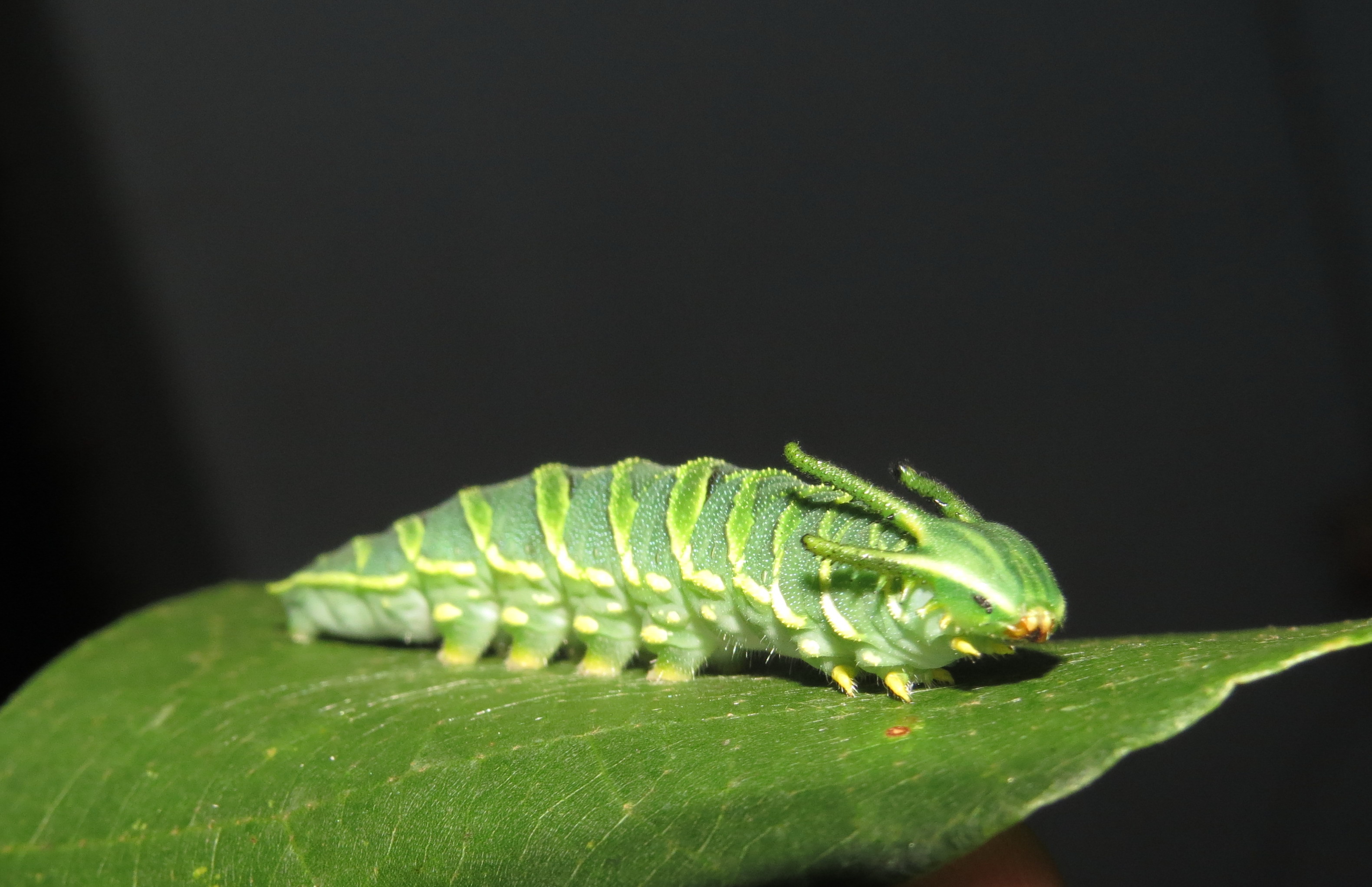 Common Nawab Caterpillar: The Horned Mysterious One (Image Credits: Wikimedia)