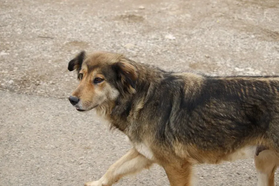 9. Free-Roaming Dogs and Feral Dog Packs – The Overlooked Threat (Image Credits: Pexels)
