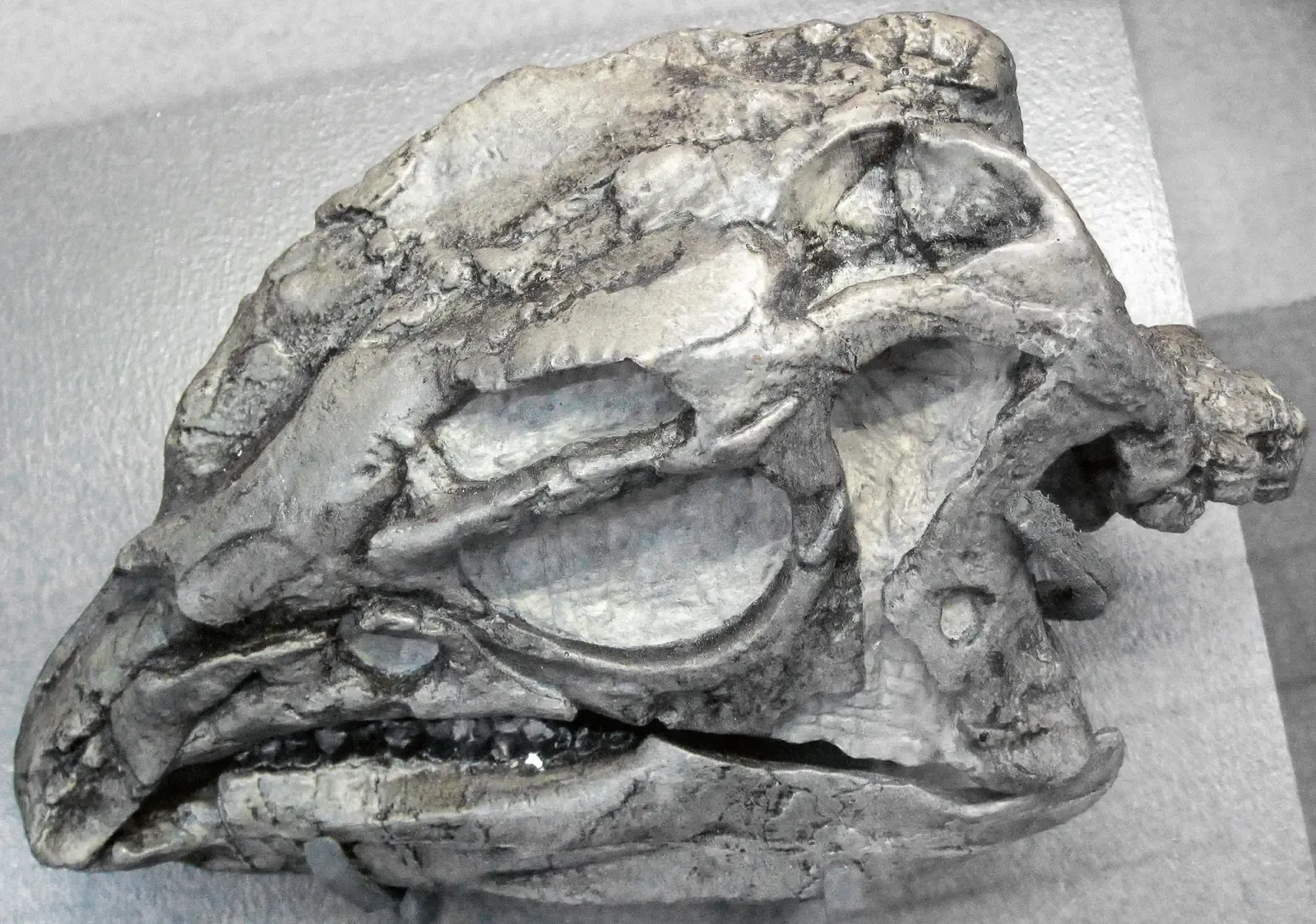 5. A century-old skull fragment from a Utah quarry (Dryosaurus elderae (ornithopod dinosaur skull) (Morrison Formation, Upper Jurassic; Carnegie Quarry, Dinosaur National Monument, Utah, USA) 1, CC BY 2.0)