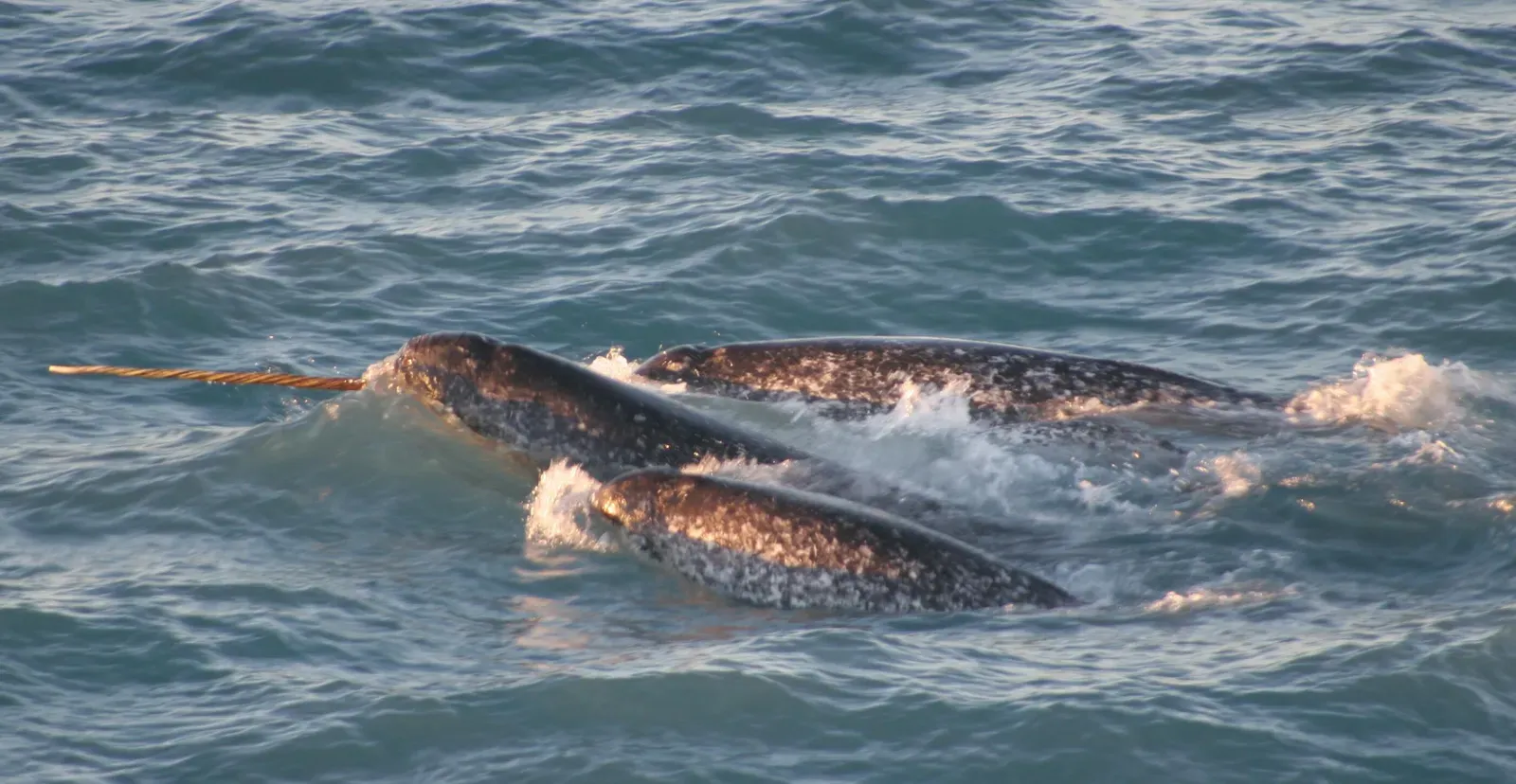 Why a Sensory Tusk Matters in a Harsh Arctic World (NOAA Photolib Library, Public domain)