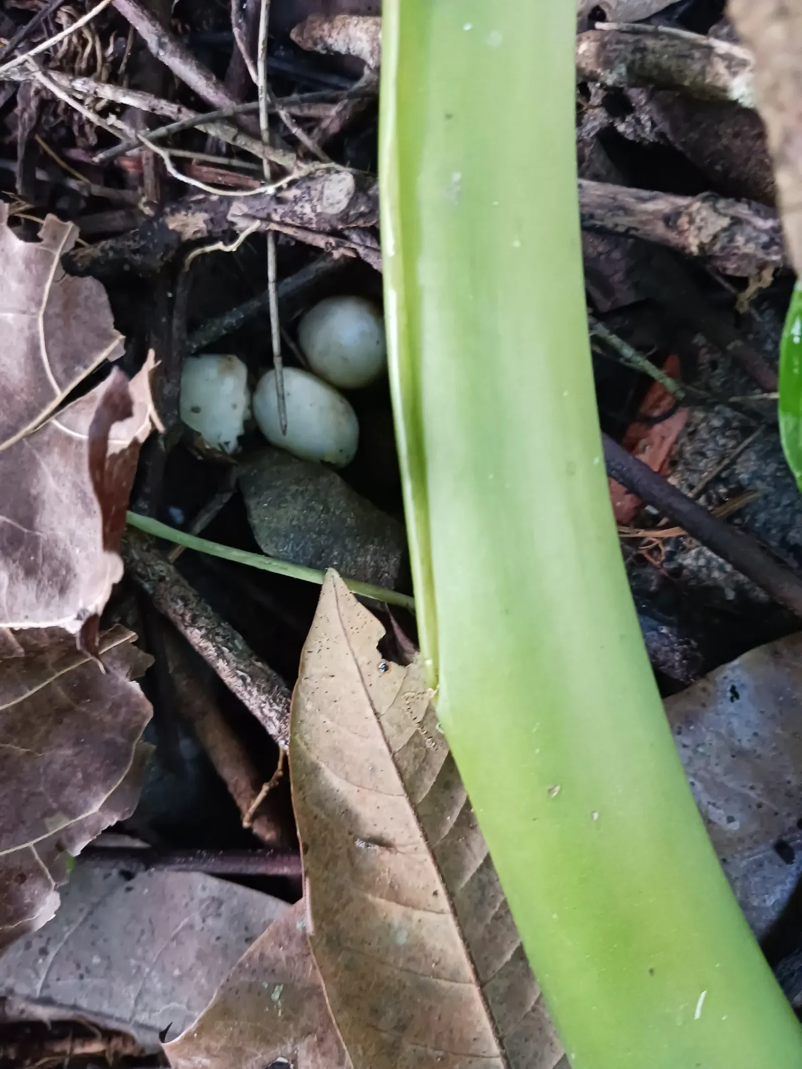 Their Eggs Overwinter in the Ground for Up to Ten Months (Image Credits: Wikimedia)