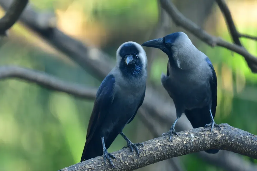2. Crows Teach Each Other Like a Street-Wise School System (Image Credits: Unsplash)