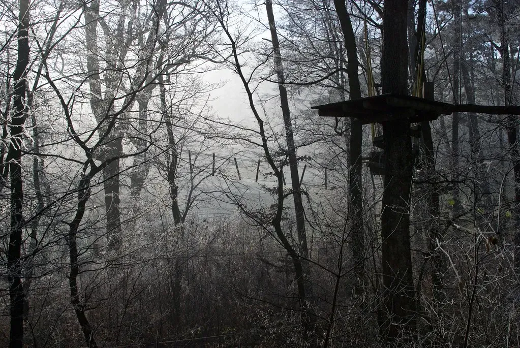 How This Changes the Way We See Trees (Image Credits: Flickr)