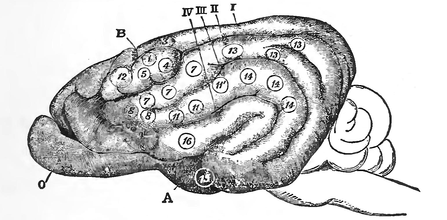 Modern Scientific Validation (Image Credits: Wikimedia)